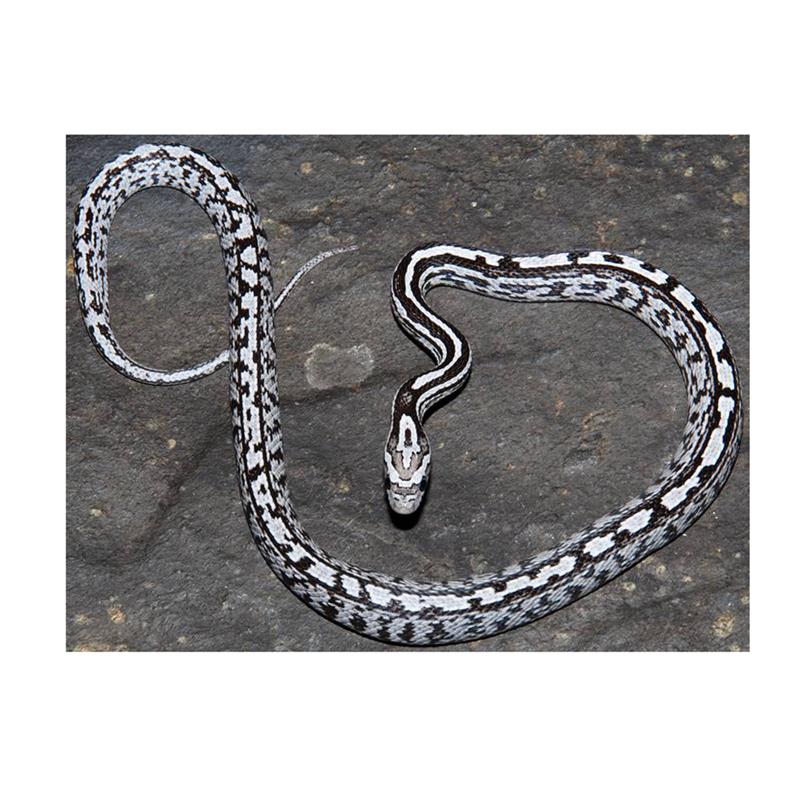 Sarpele de Porumb Motley anerythristic - imagine 3